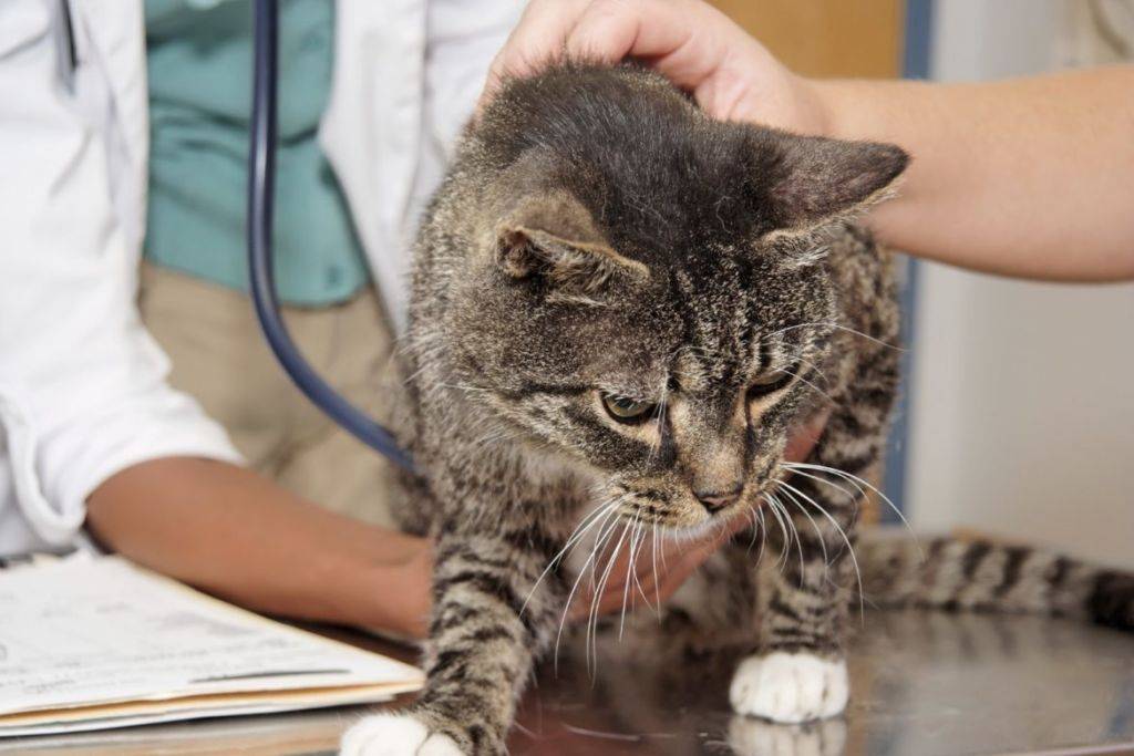 Туберкулез у кошек - симптомы и лечение