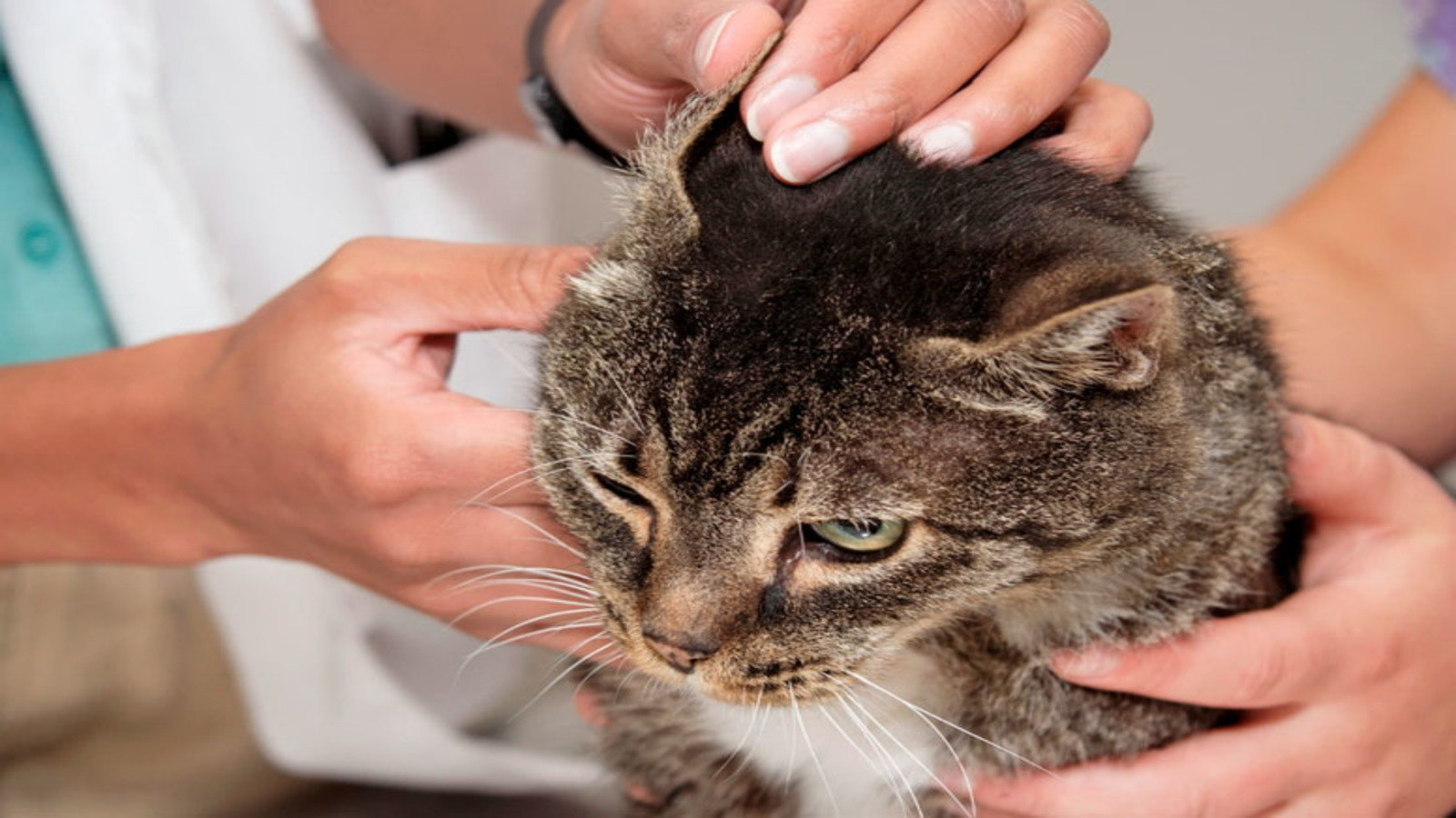 Отодектоз у кошек: лечение - ситивет, спб