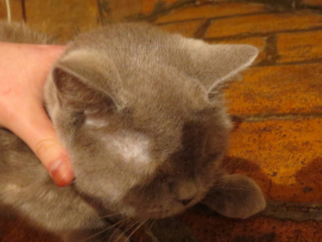 У кошки лысеют уши: причины облысения, что делать, методы лечения
