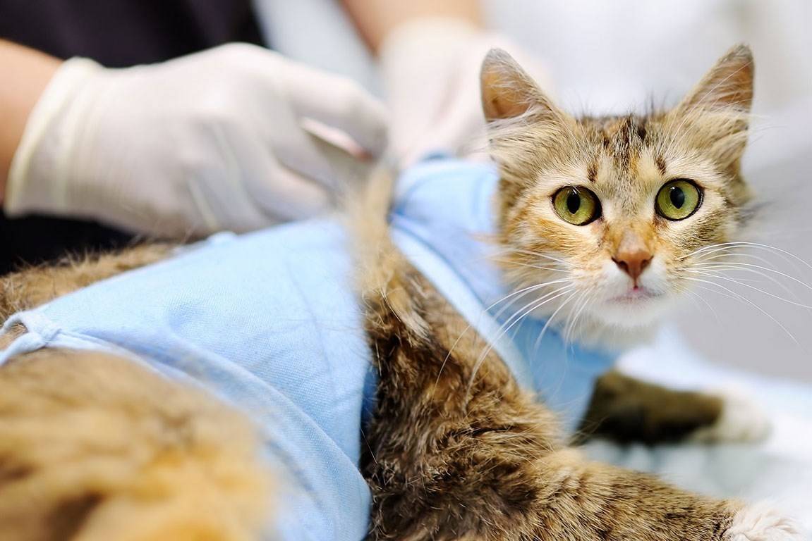 Плюсы и минусы стерилизации кошек: когда лучше проводить и каким методом