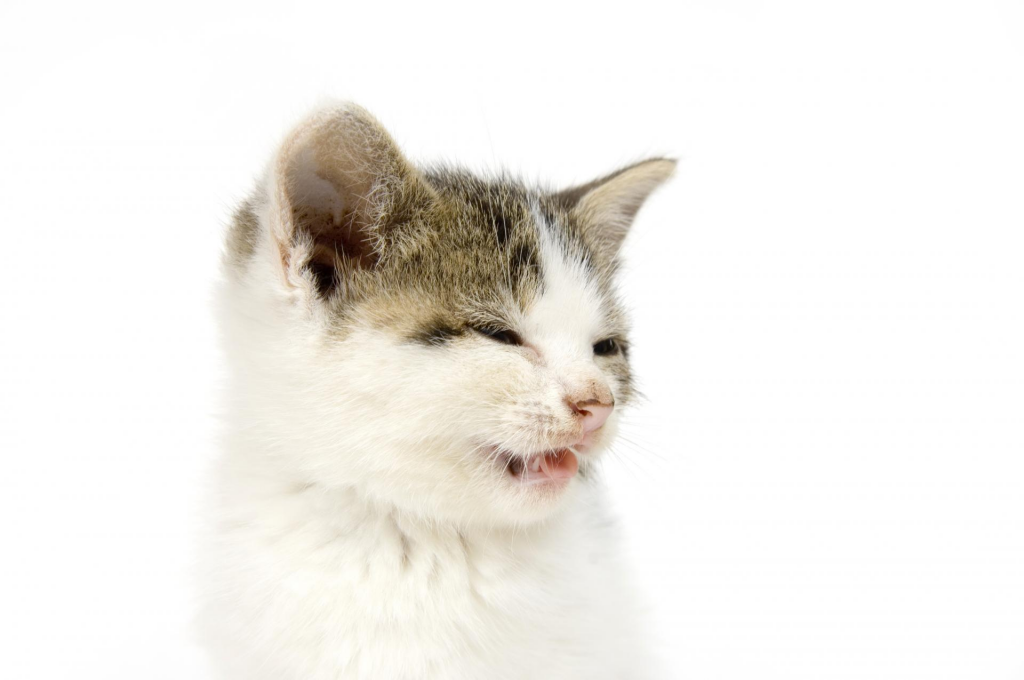 Почему кот, кошка и котята чихают и что нужно делать