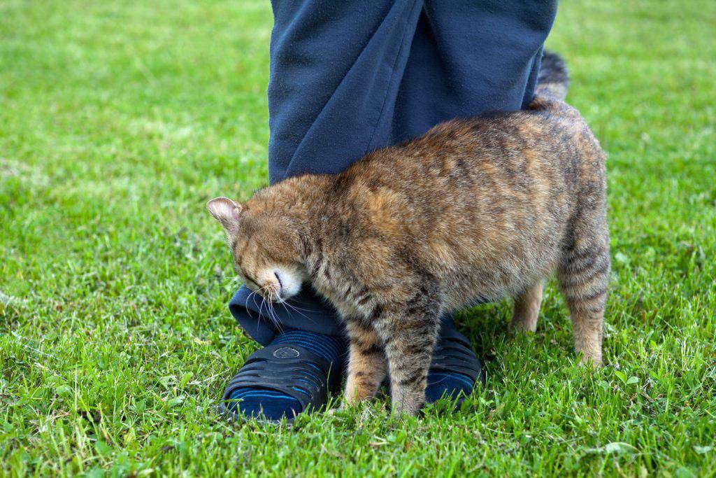 Трение кошек о ноги человека и мурлыканье могут многое рассказать об их состоянии : мозаика newsland – комментарии, дискуссии и обсуждения новости.