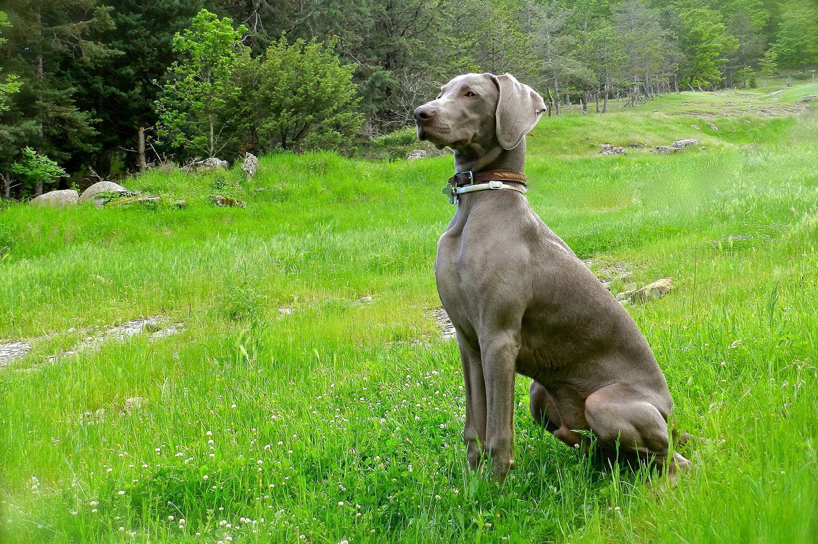 Характеристика веймарской легавой породы собак: особенности внешности