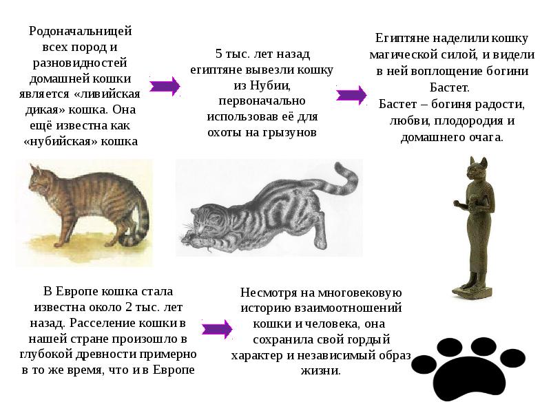 Как приручить кошку к рукам и ласке - домашние кошки