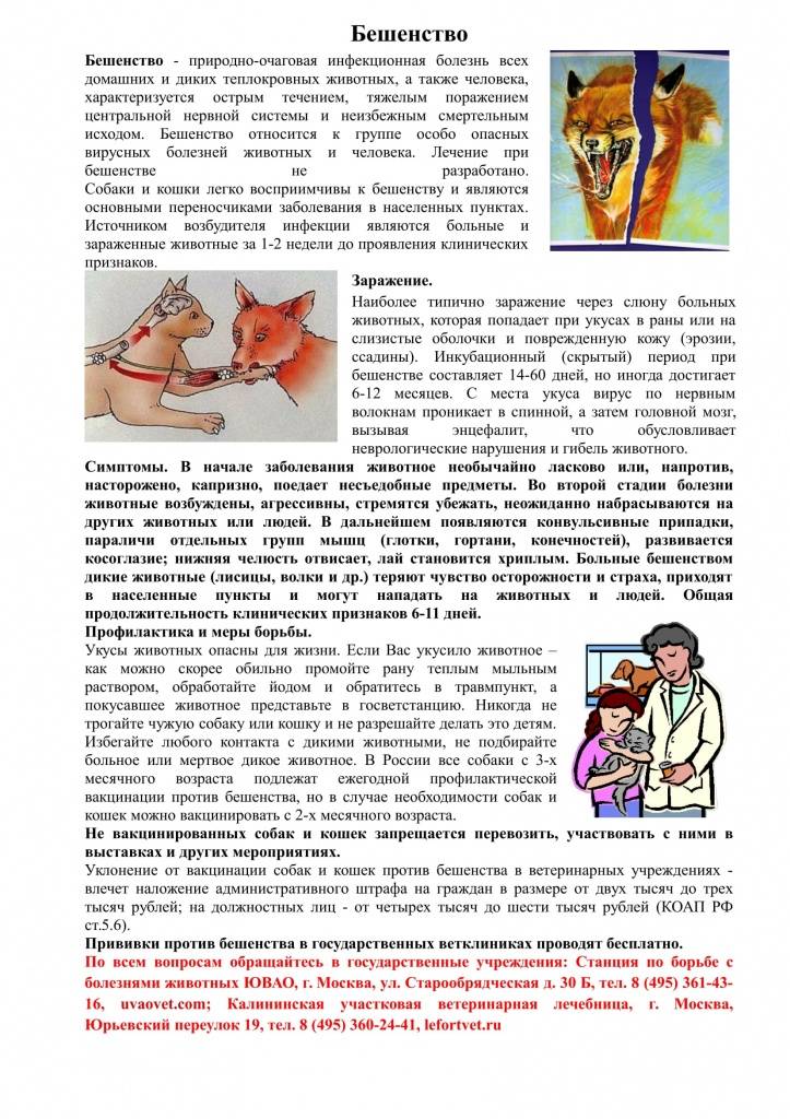 Что делать если укусила кошка или кот?