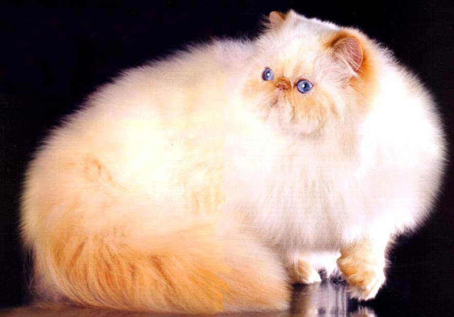 Характер персидской кошки
