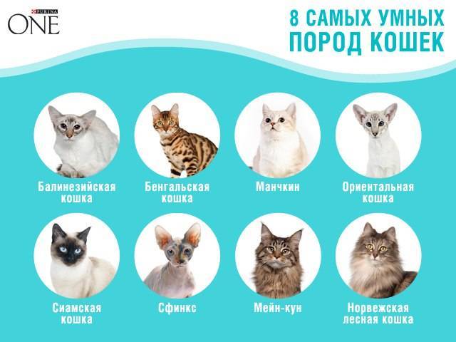 Топ-10 самых умных пород кошек в мире: описание и фото представителей