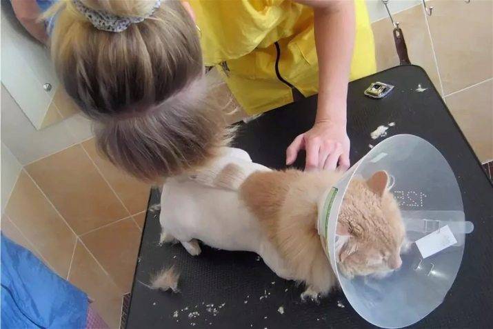 Как в домашних условиях подстричь персидского кота в домашних условиях