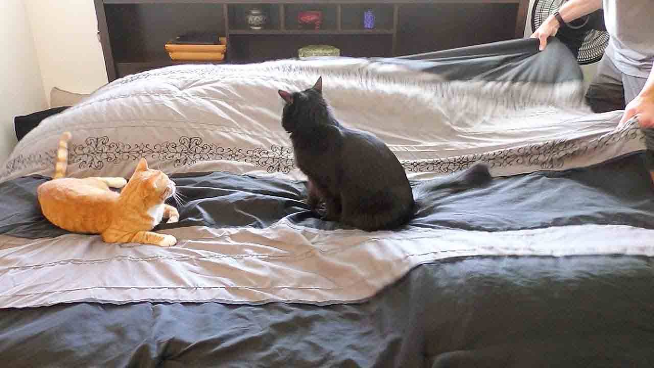 Почему кошке нельзя спать в кровати между супругами: приметы про кошек