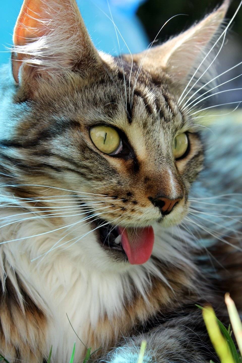 Что делать, если кот кашляет, высунув язык?
