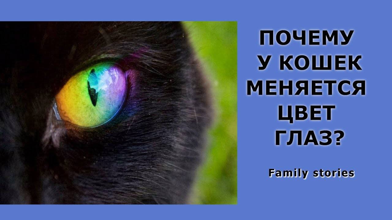 Когда меняется цвет глаз у котят и почему это происходит, отличительные особенности у разных пород