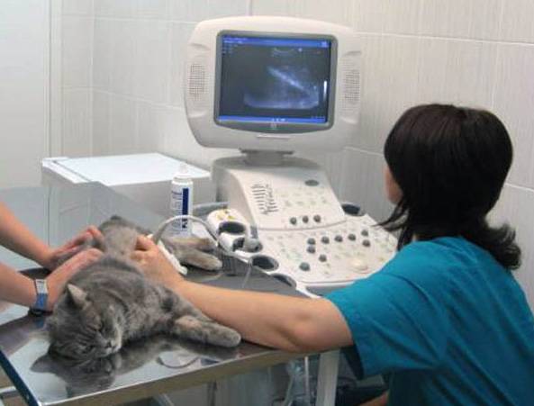 Пиелонефрит почек у кота. список симптомов заболевания