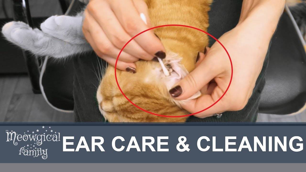 Как правильно чистить уши кошке в домашних условиях, когда это делать и что использовать