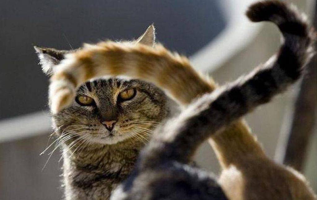 Почему кошки виляют хвостом: что это зачит
почему кошки виляют хвостом: что это зачит