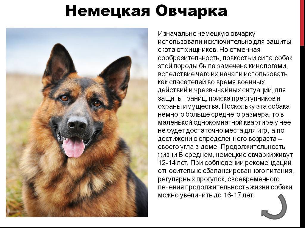 Восточно-европейская овчарка: характеристика собаки, описание породы, продолжительность жизни, щенки