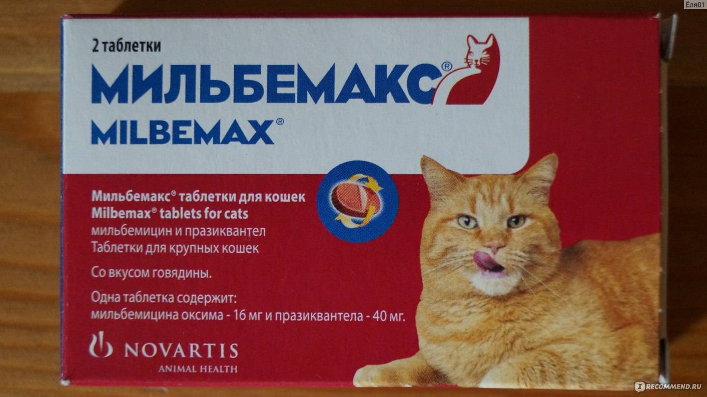 Чем лечить аллергию у кошек лекарства - муркин дом