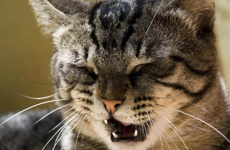 Чем лечить насморк у кота в домашних условиях: что делать, капли при лечении насморка