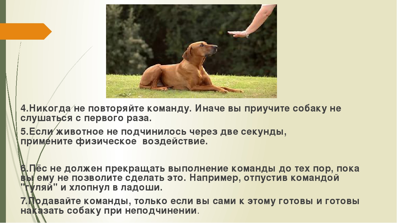 Лайфхаки, как подружить собак между собой: новости, собака, дрессировка, щенок, животные, лайфхаки, советы, эксперты, домашние животные