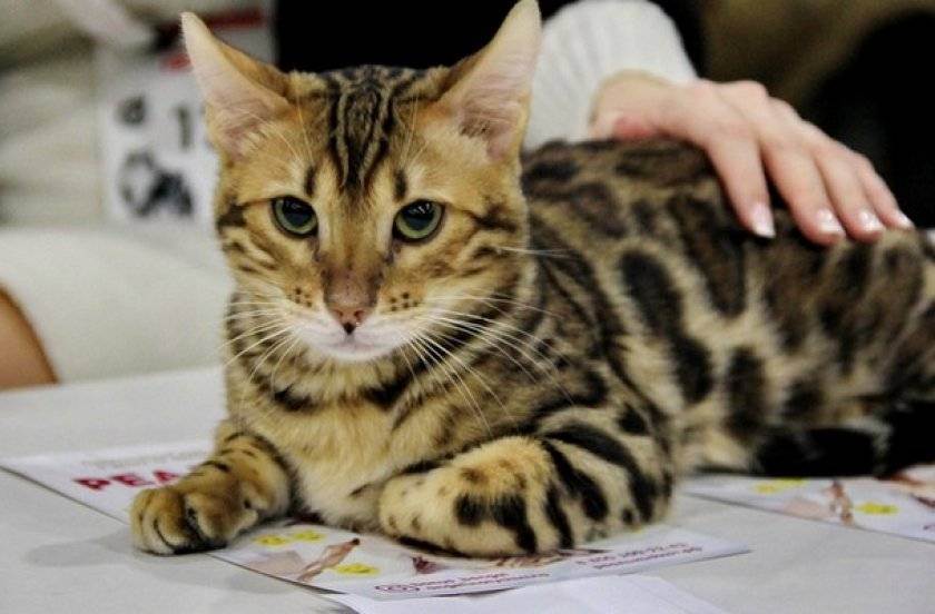 Как чипируют кошку и что дает процедура?