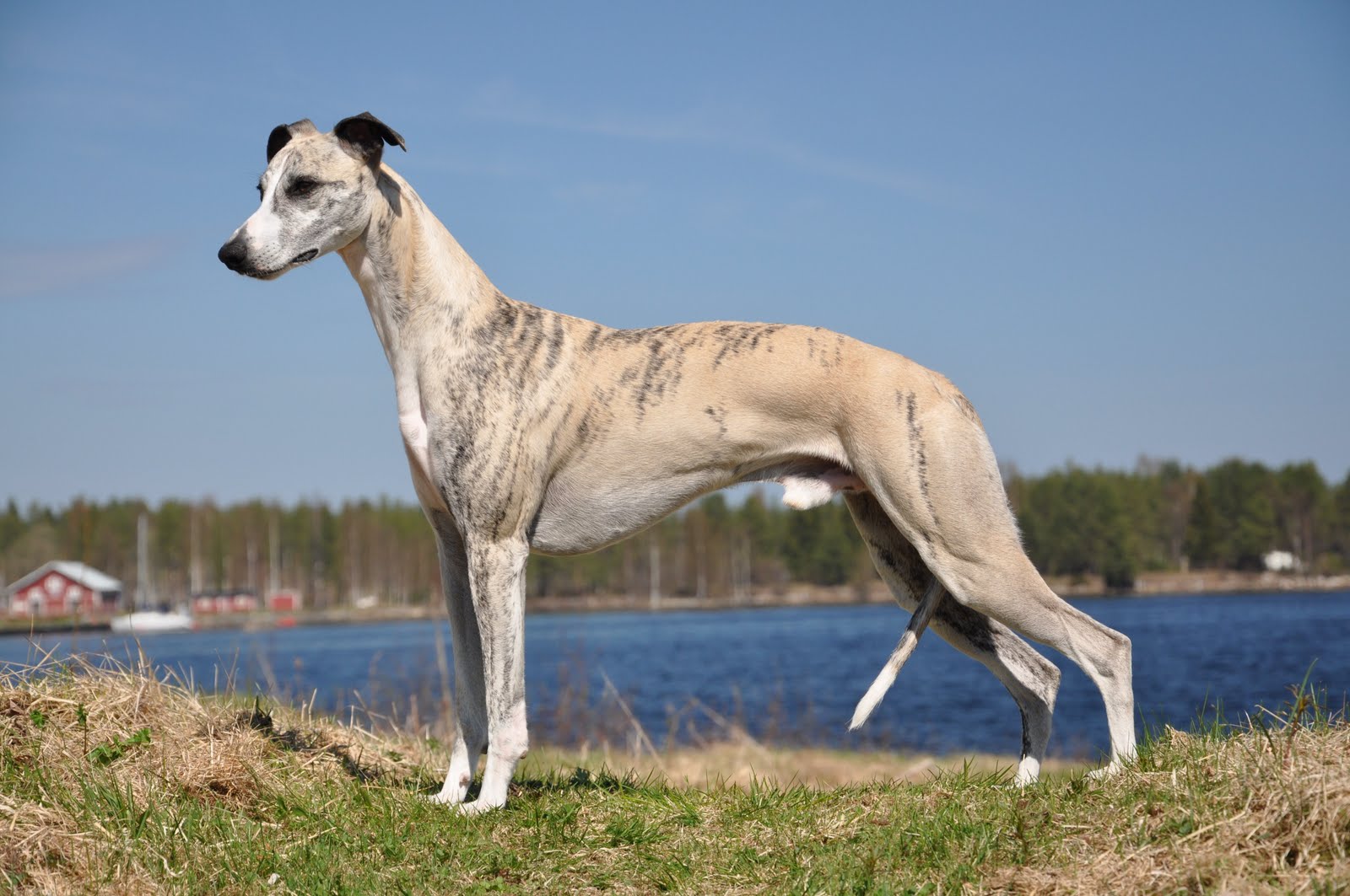 Грейхаунд или английская борзая: фото и описание породы собак
грейхаунд или английская борзая: фото и описание породы собак