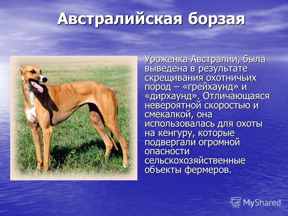 Скрещивание собак: какие породы считают метисами