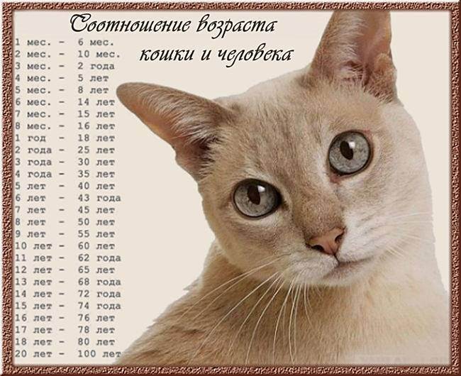 Как считать года кошек по человеческим годам