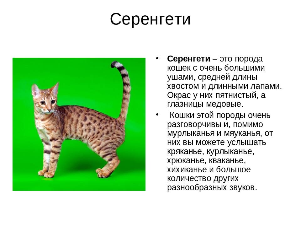 Серенгети: описание и характер кошек, особенности ухода