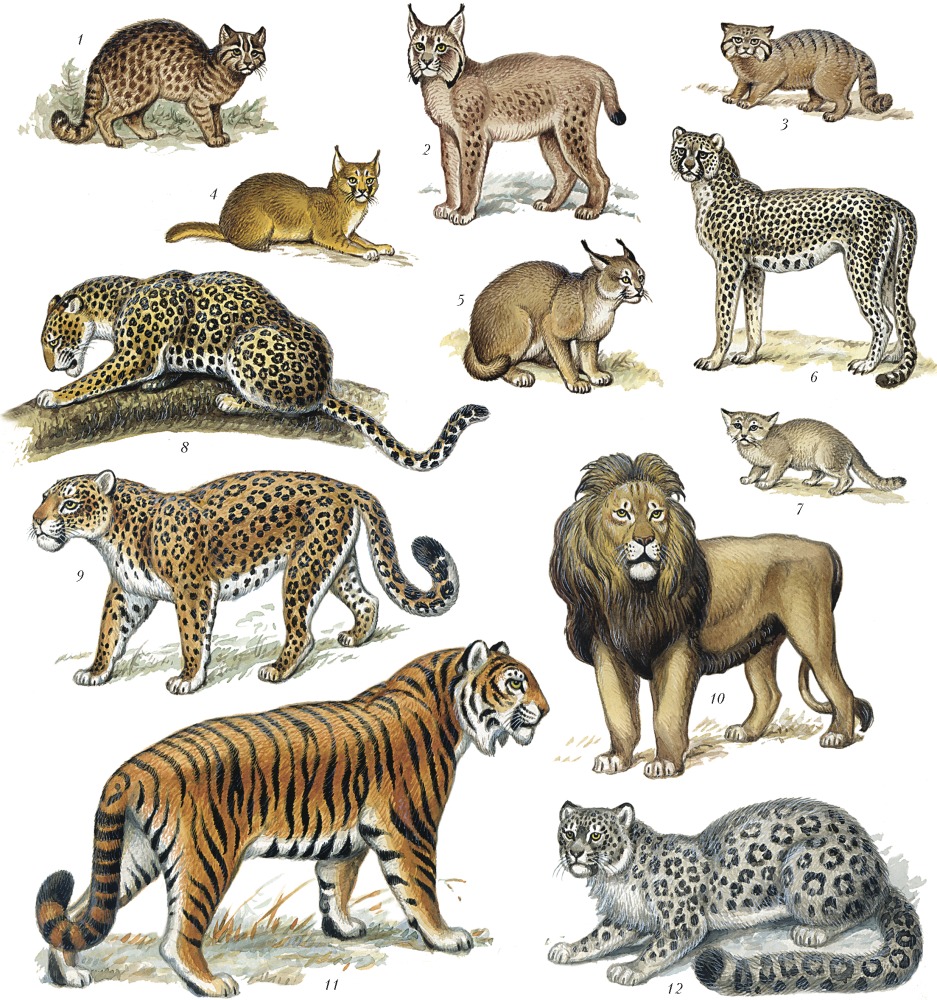 Разновидности диких кошек