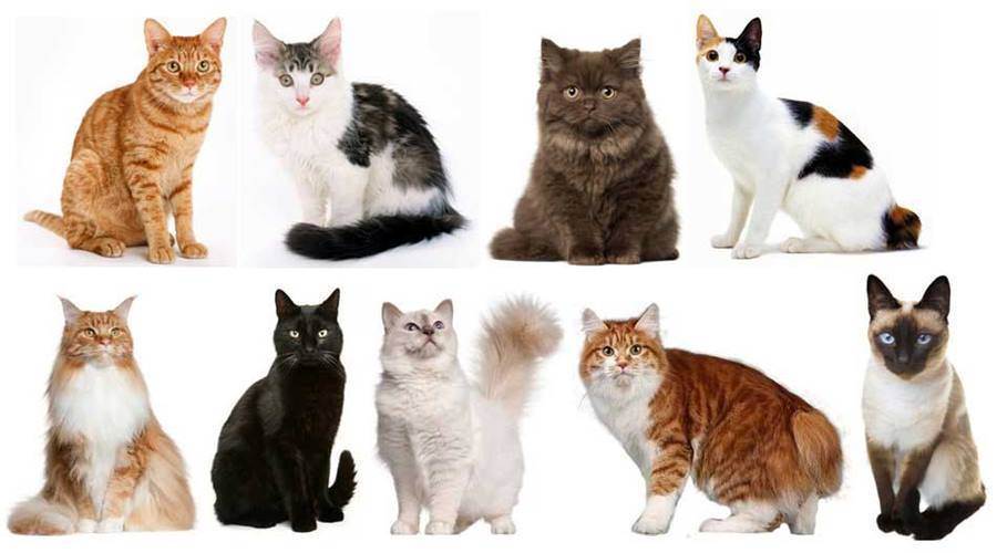 Как отличить кота от кошки: основные отличия самца от самки