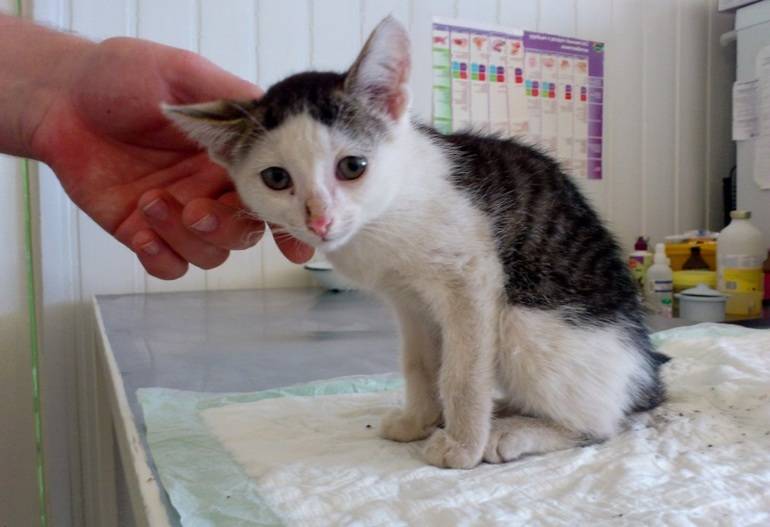 У кота понос с кровью – причины и лечение в домашних условиях, в клинике