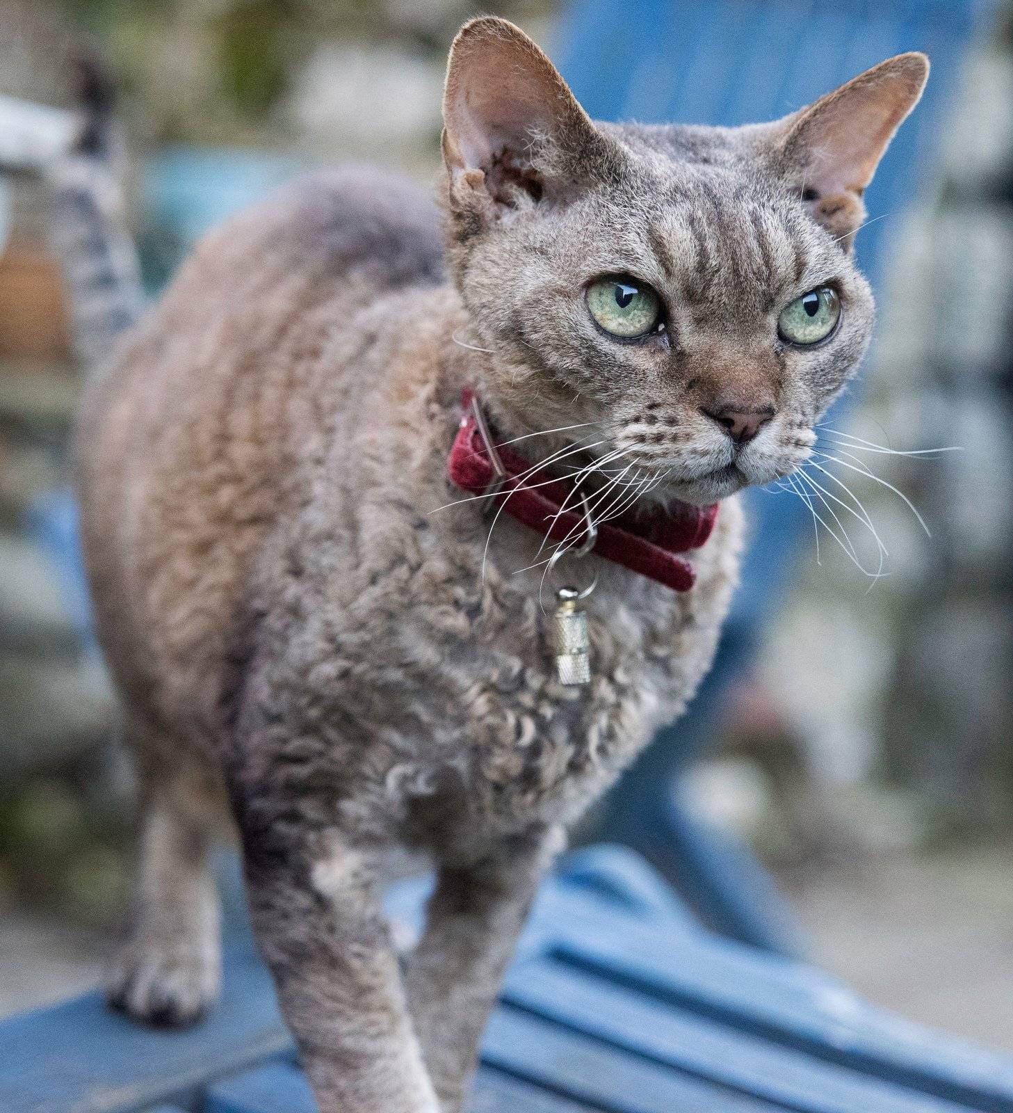 Селкирк рекс: фото кошки, цена, описание породы, характер, видео, питомники