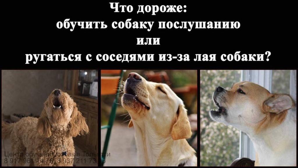 Лает собака у соседей – что делать, если ночью в квартире постоянно громко воет пес, как избавиться от животного и куда жаловаться, если оно мешает спать?