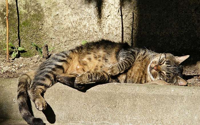 Сонник человек в виде кошки. к чему снится человек в виде кошки видеть во сне - сонник дома солнца