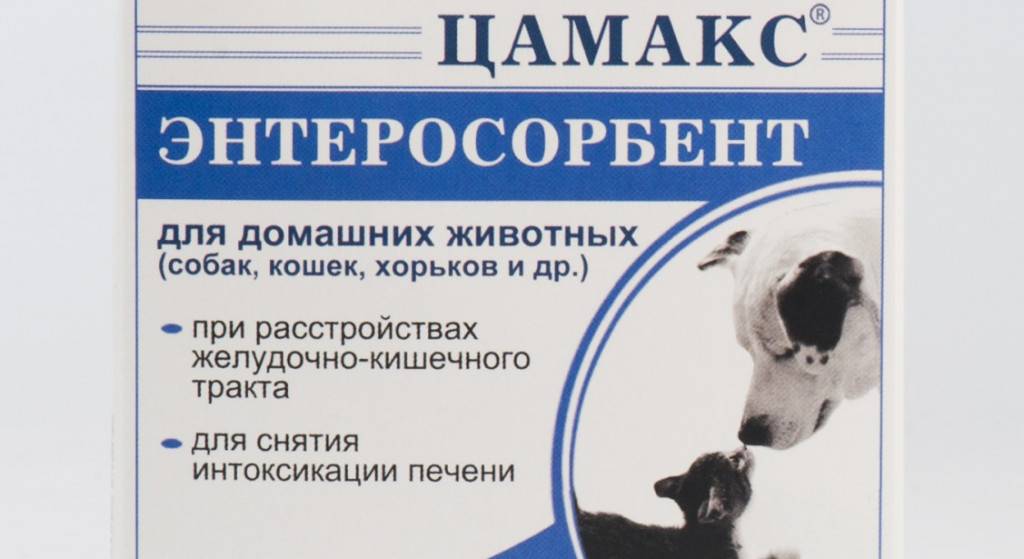 Если отравилась кошка, что делать и как помочь кошке: симптомы