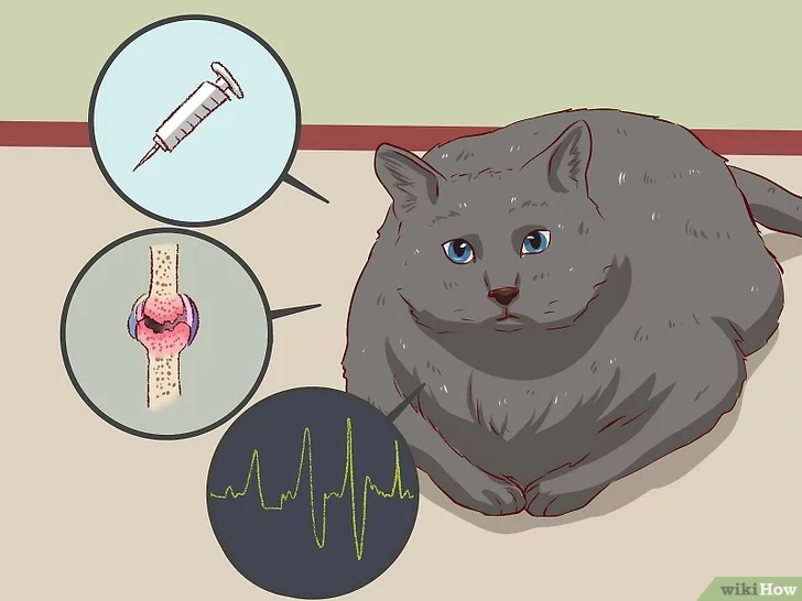 Как заставить похудеть кошку