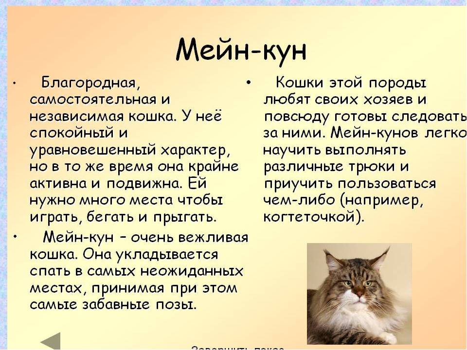 Порода кошек мейн-кун: описание, фото, размеры, характер, условия содержания, уход