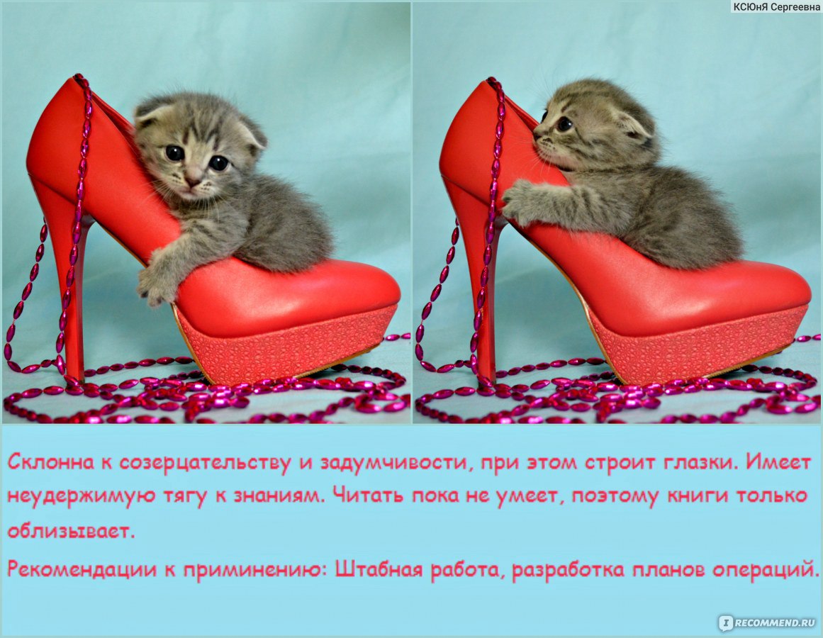 Самые умные породы кошек – pet-mir.ru