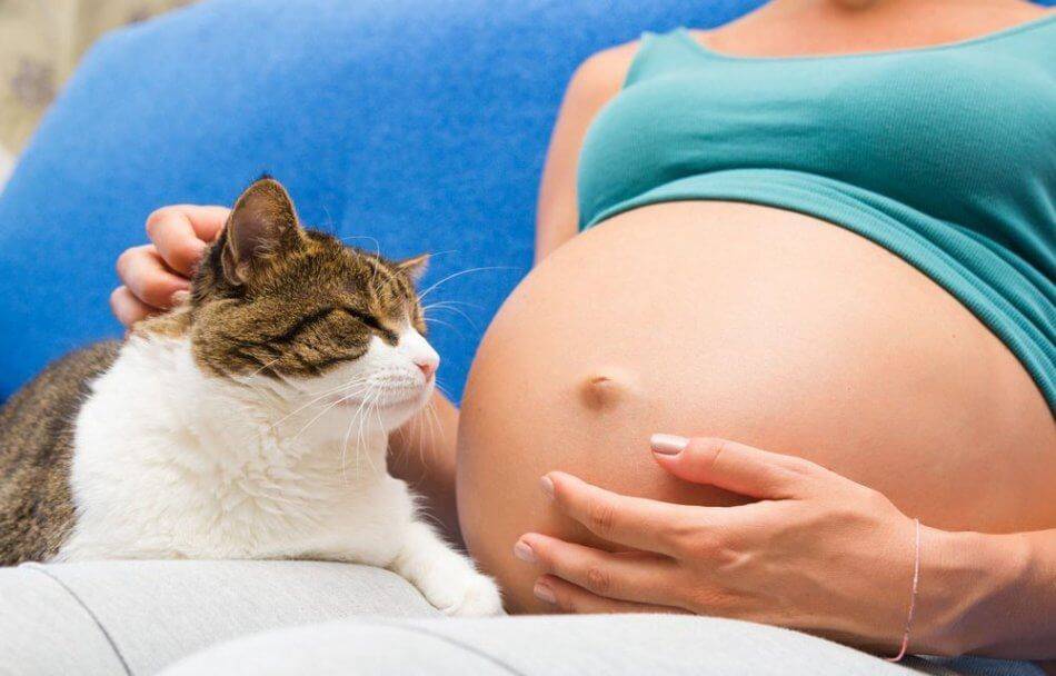 Почему беременным нельзя гладить кошек и убирать кошачий туалет, так ли это: беременность и коты