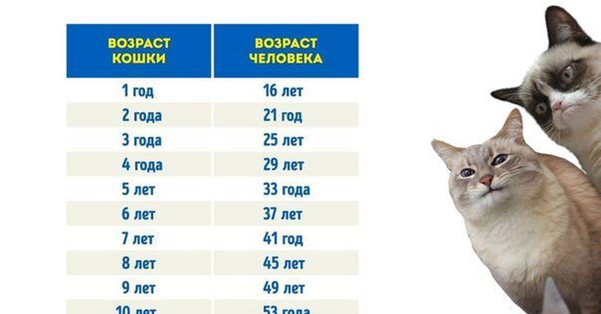 Какой возраст считается пожилым у кошек. уход за пожилой кошкой - gafki.ru