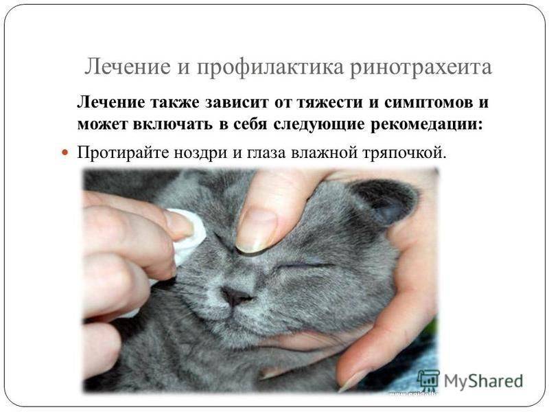 Ринотрахеит у кошек и котов: симптомы и лечение
