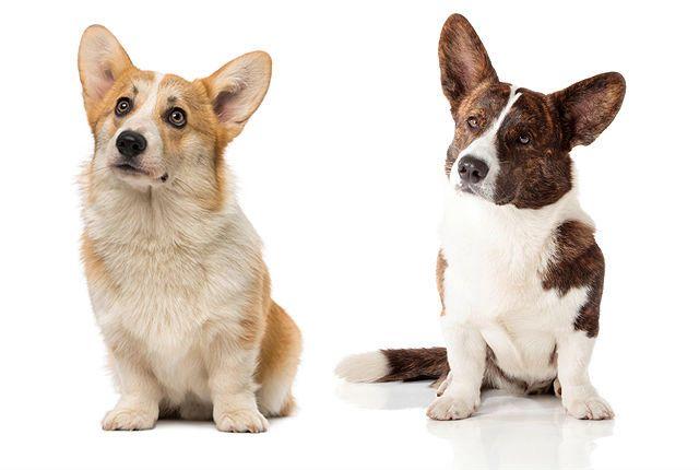 Вельш корги пемброк или кардиган: как выбрать щенка?. статьи о собаках и важная информация на сайте кутята.рф