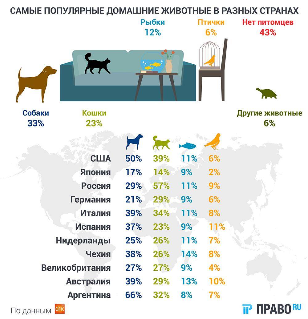 Сколько живут кошки и коты? условия, рекомендации, породы