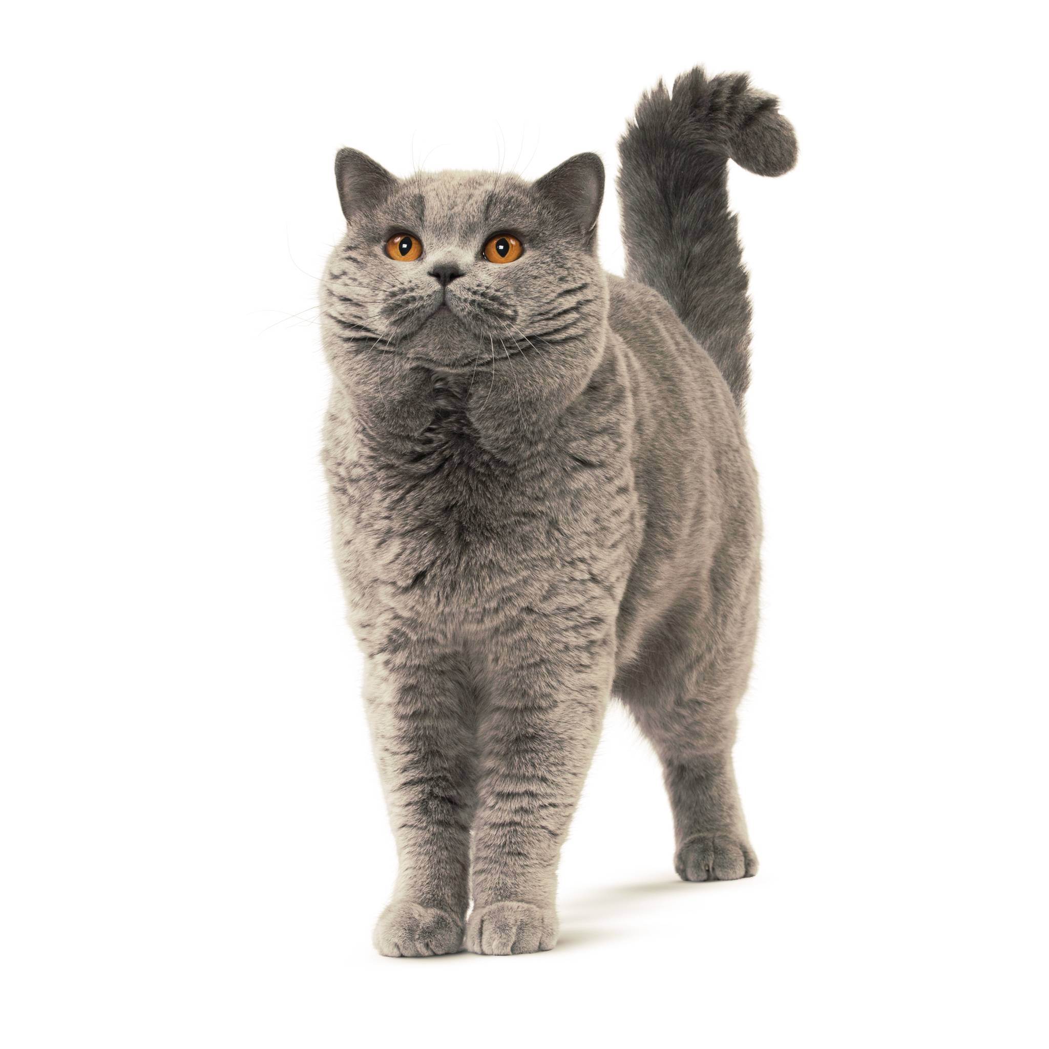 Британская кошка: характер, повадки, особенности поведения