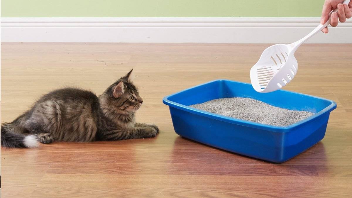 8 причин, почему кот или кошка перестали ходить в лоток: причины и что делать
