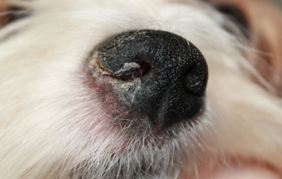 7 причин неприятного запаха из ушей у собаки - на что нужно обращать внимание, чтобы питомец не потерял слух