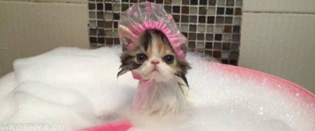 Как помыть котёнка первый раз: знакомство с водой без стресса
