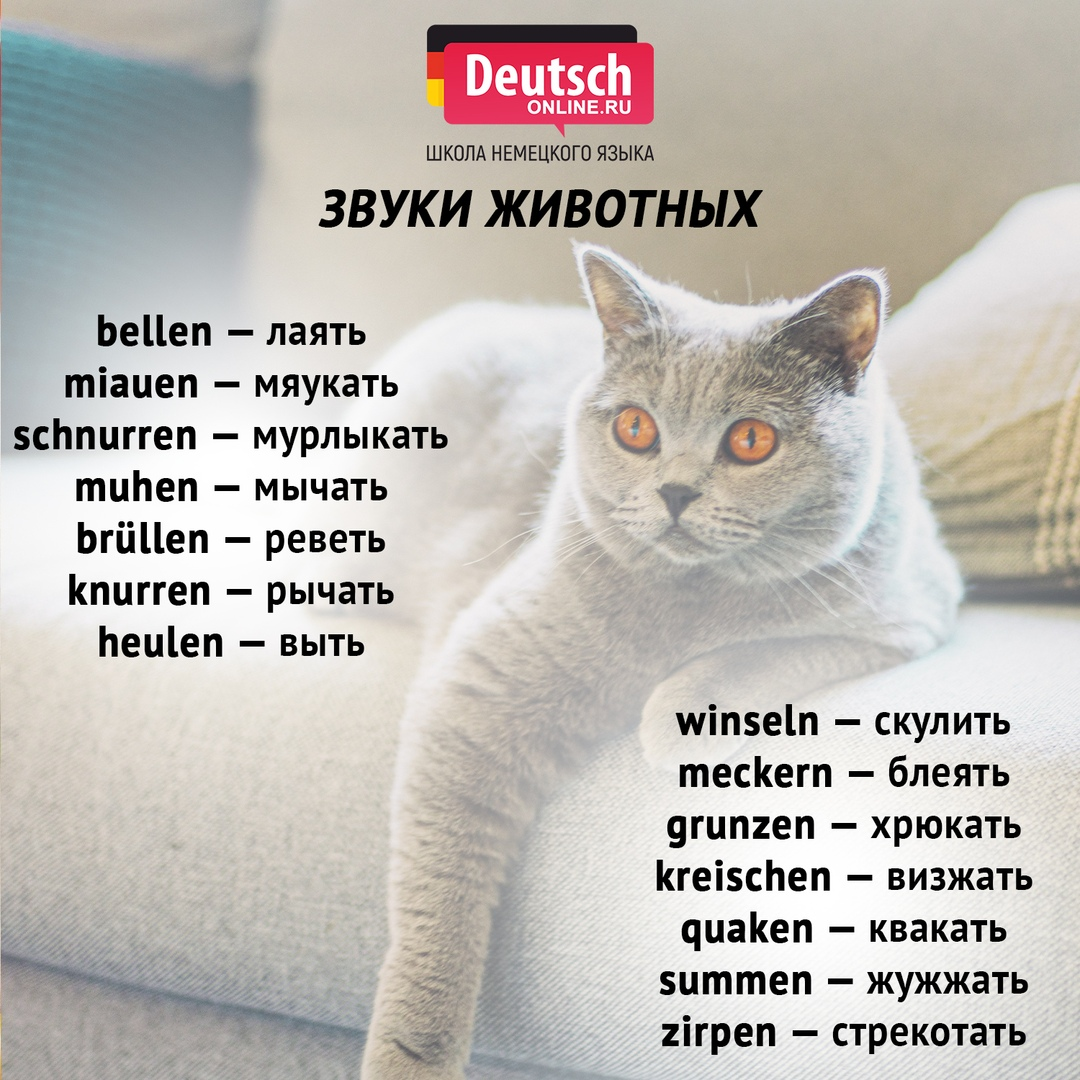 Клички для котов мальчиков британской породы серого цвета список