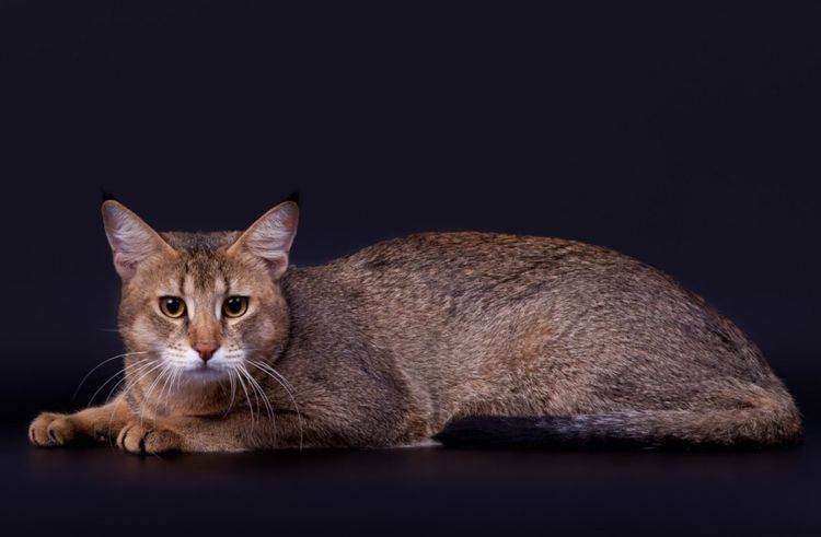 Чаузи: 115 фото, характер, описание окраса и особенности породистых кошек