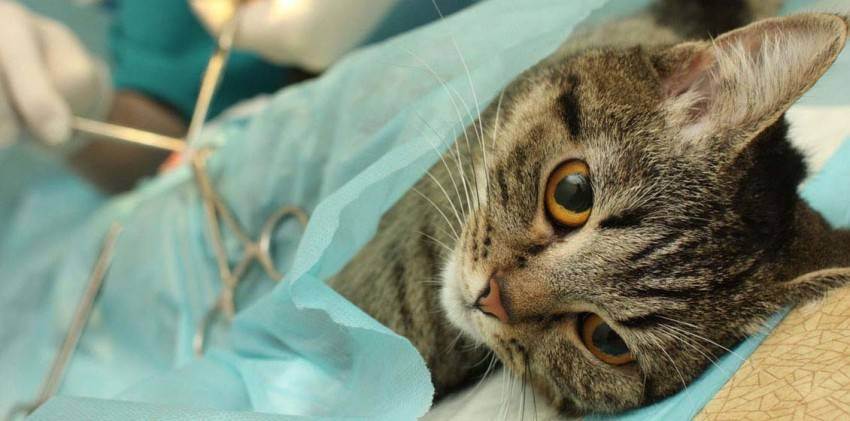 Какие существуют методы стерилизации кошек и альтернативы операции?