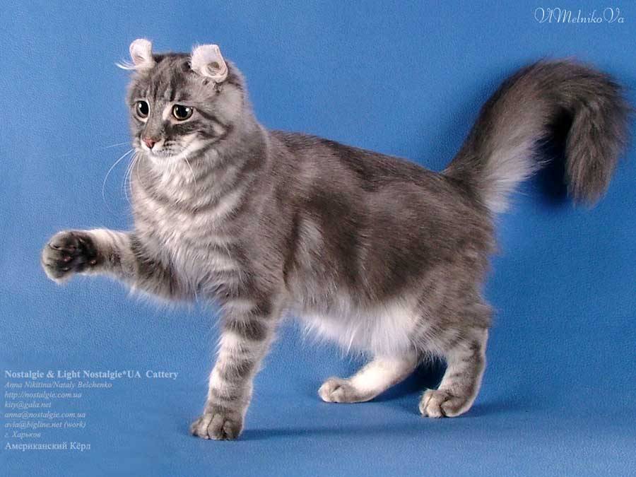 Американская короткошёрстная кошка: особенности породы, фото и отзывы владельцев, содержание питомца и уход за ним